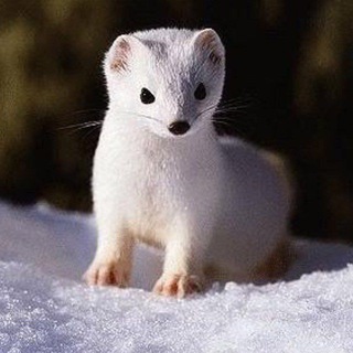 Белый Соболь