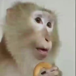 Обезьянки стикеры