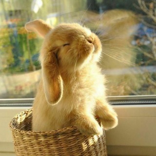 Cute Stickers Collection 🐰