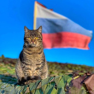 Фронтовые питомцы СВО