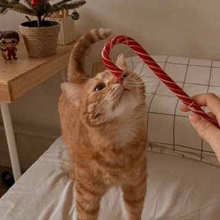 lait latté à la cannelle