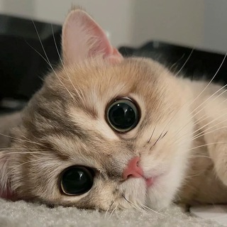 нотмалваре чат)️