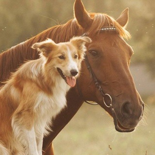 Zoofilia | Beastiality