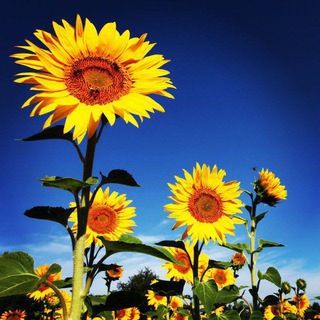 ARPaedia: Christian Novels Library π