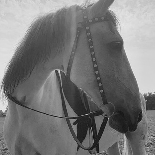 Horse Lovers Club