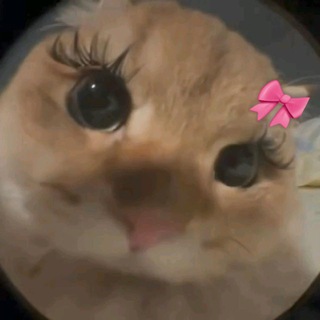 темки и языки | парные статусы