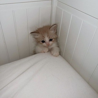 язычки и темы для тг ❤️🔥