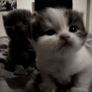 ПАРНЫЕ АВЫ | СТАТУСЫ | Song | обои