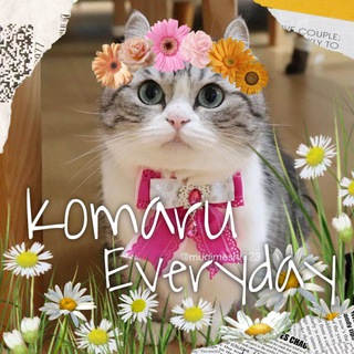 Komaru Everyday 🌊