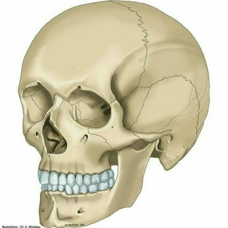 Anatomiya audiodarslik