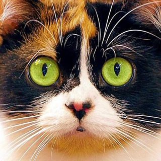 SlivkiShow - Official ✔