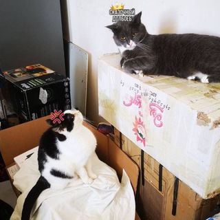 девица в ошейниках