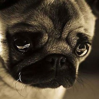 🦊 FurListBot News 🦊