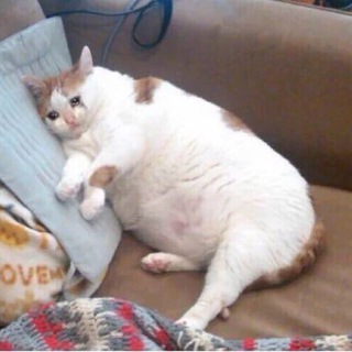 Мод на рабочий тик ток