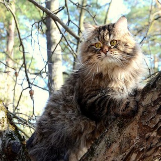 Siberiancats - Сибирские кошки - астролог с котиками
