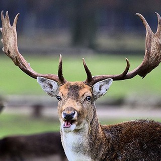 ЧАТ КУКОЛДОВ