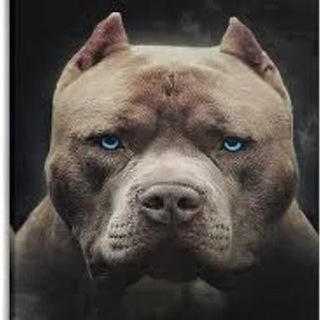 🤴 REI DOS VAZADOS