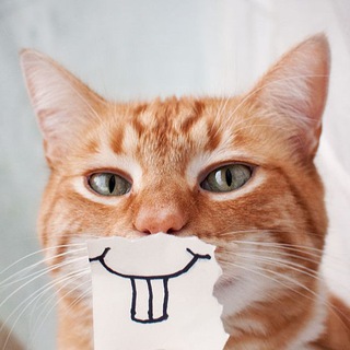 Cute Cats Channel 😸😻😽