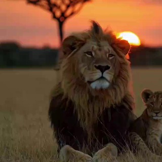 Rubix Q 777 🙏 Soldier Up 🪖 NCSWIC 💥💥💥 I AM Sovereign ✨🕊️🐸