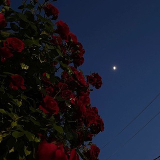 Языки для тг/Обои/Андроид