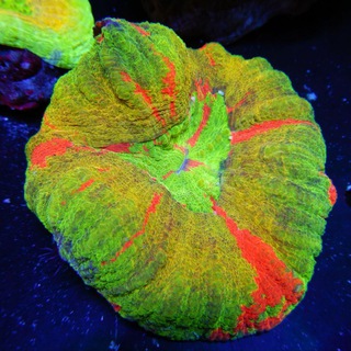 Oceania Reefz Aquarium FishTanksMarine 98462807hp Open Wed to Fri 12pm-7pm Sat Sun 11am- 6pm, 181 Upper Paya Lebar Rd S534866