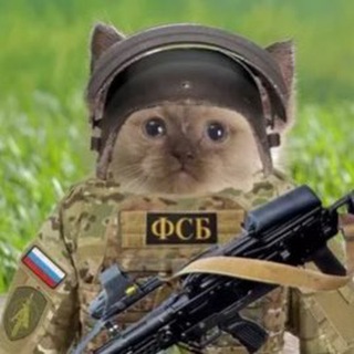 военкор котенок <3