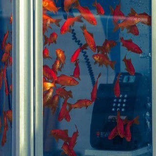 Голосовой чат [видео чат]