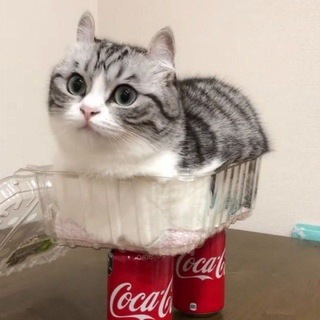 чат аскорбинке🛝