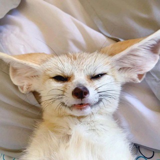 Анонимный чат | Фурри