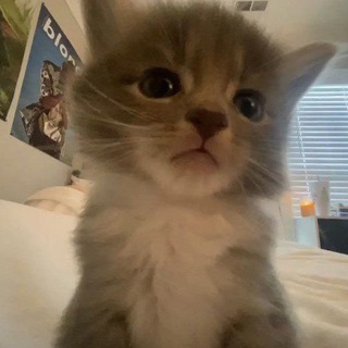 актив чат | вз подписки тгк