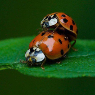 Багиня.орг🐞🐞 форум – сообщество насикомых @Boginya_org, экс ФСН