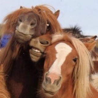 Порно с лошадьми