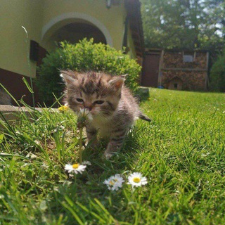 чаты | группы | беседы для общения