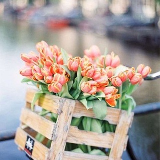 Странички жизни