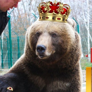 Чат Мансурозависимых🐻