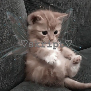 скриптовы💀