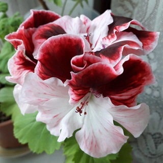 Дневник простой русской женщины из старинного городка