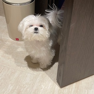 Записи стримов by_Owl