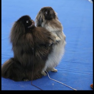 Kennel ,,Mechta Imperatora,,