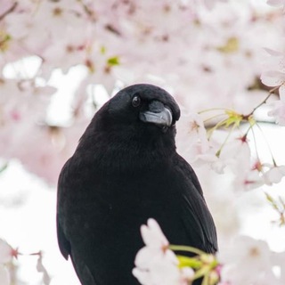 Elise, l'épistolière