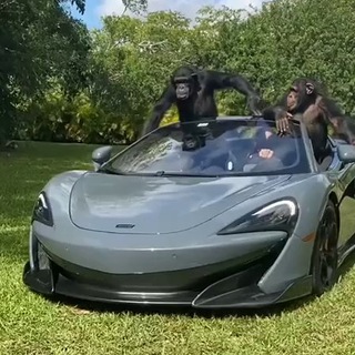 Winky Скам тима🗽