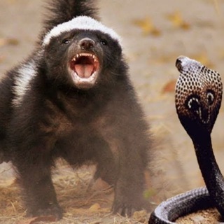 KAVAbets - прогнози на спорт українською