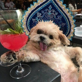 🐶 Юлёк – Бутылёк 🐶