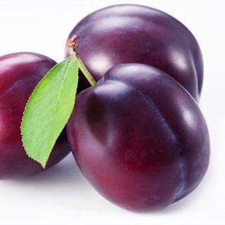 Вебиум слив / биология ЕГЭ / Январь (2022)