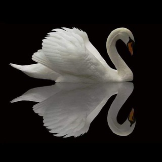 Щоденник Лебедя