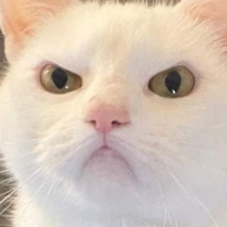 алискуэээ когда стрим