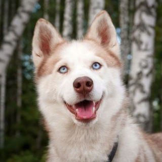 Хаски Сага и компания