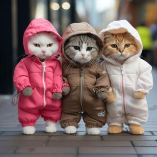 sw-чат котят 😼