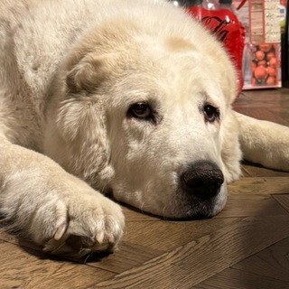 НЕВЗОРОВ Подкасты