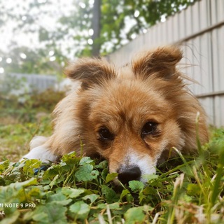 🍀🐕𝕂𝕒𝕤𝕡𝕖𝕣'𝕤 𝕝𝕚𝕧𝕖🐕🍀